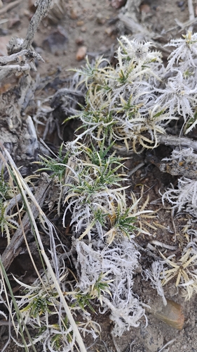 Perezia recurvata, photograph 2