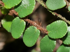 Pellaea rotundifolia