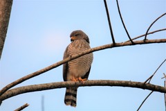 Rupornis magnirostris