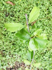 Magnoliopsida