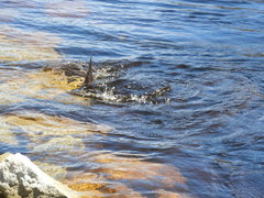 Acipenser fulvescens