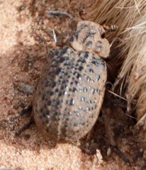Omorgus punctatus