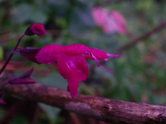Salvia albiterrarum