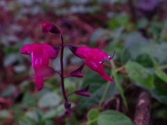 Salvia albiterrarum