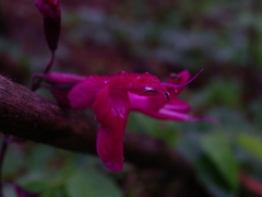 Salvia albiterrarum