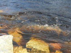 Acipenser fulvescens