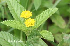 Lippia turnerifolia