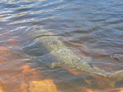 Acipenser fulvescens