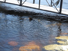 Acipenser fulvescens