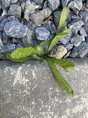 Leontodon saxatilis saxatilis