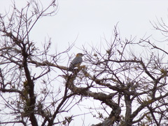 Melanerpes aurifrons