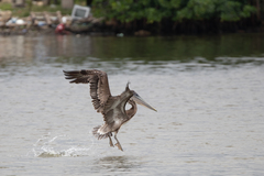 Pelecanus occidentalis