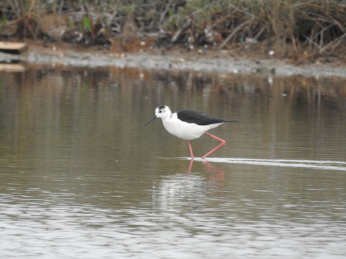 Échasse blanche