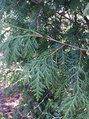 Thuja occidentalis