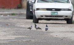 Columba livia domestica