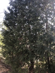 Thuja occidentalis