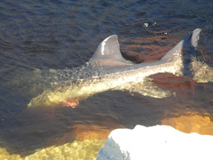 Acipenser fulvescens