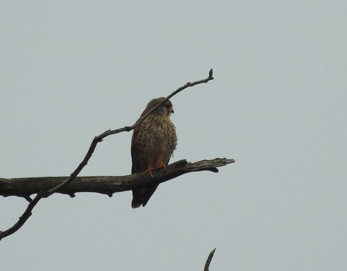 Turmfalke