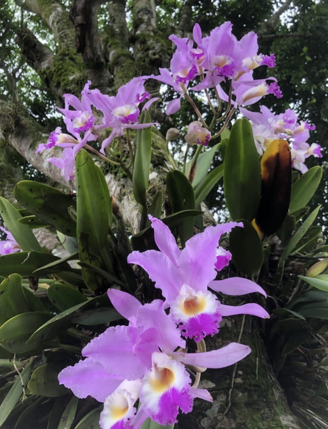Mendelli Cattleya
