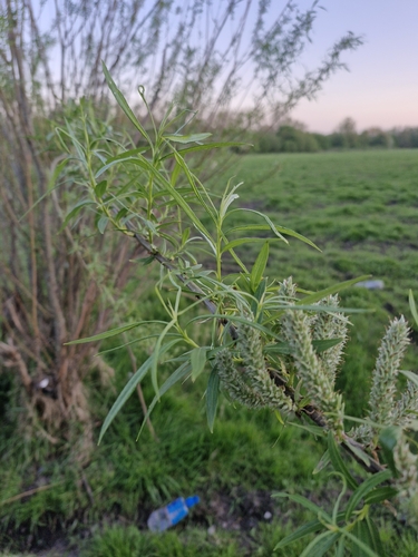Foto de Salix viminalis
