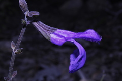 Salvia rhizomatosa