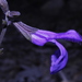 Salvia rhizomatosa - Photo (c) Arturo Castro Castro, some rights reserved (CC BY-NC), uploaded by Arturo Castro Castro