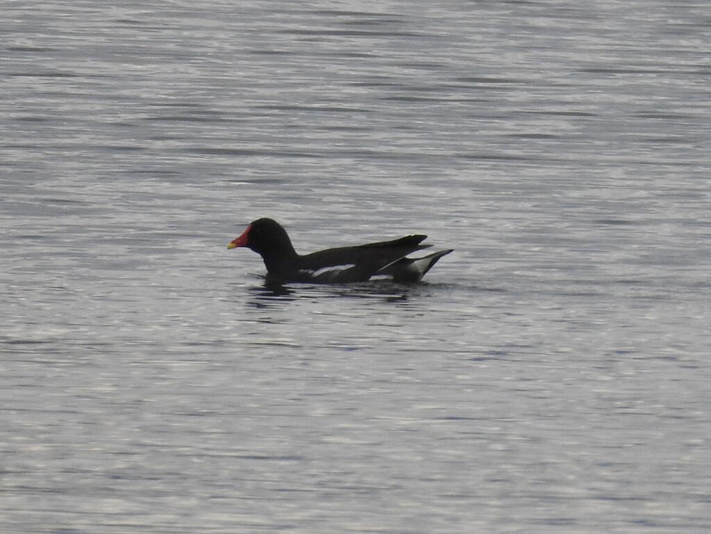 Gallinule poule-d'eau