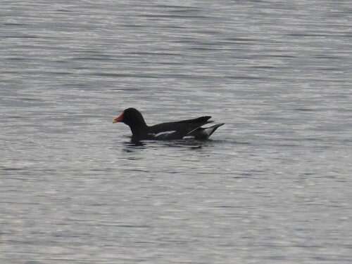 Gallinella d'acqua