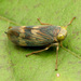 Coppery Leafhopper - Photo (c) Katja Schulz, some rights reserved (CC BY)