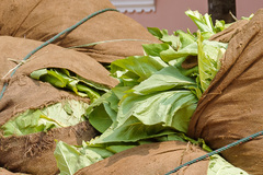 Nicotiana tabacum