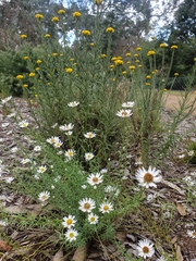 Rhodanthe anthemoides