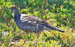 Dendragapus fuliginosus