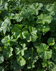Malva sylvestris