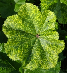 Malva sylvestris