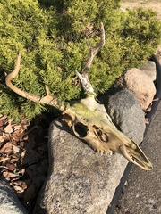 Odocoileus virginianus