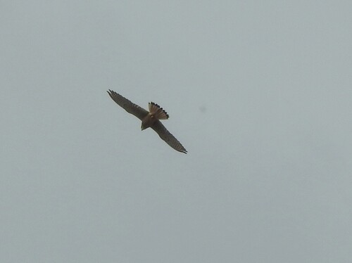 Turmfalke