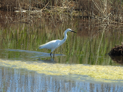 Seidenreiher