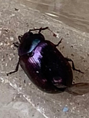 Phaedon purpureus