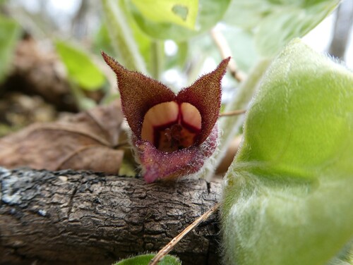 Canadian wild ginger