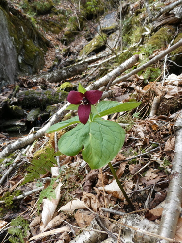 red trillium