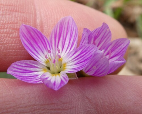 Carolina Springbeauty