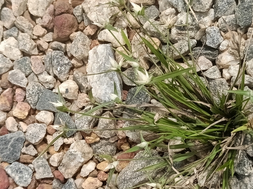 Rhynchospora pubera, 2026-04-25