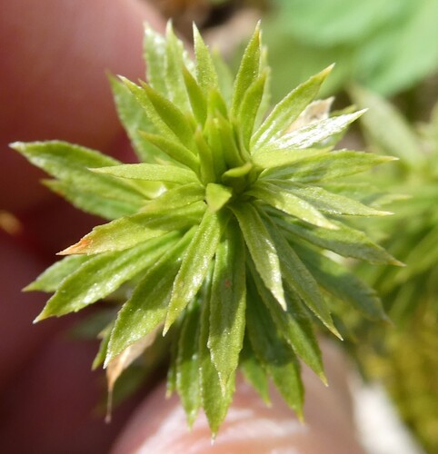 Shining Firmoss