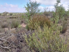 Leucadendron thymifolium, photograph (c) De Waal Hugo, some rights reserved (CC BY)