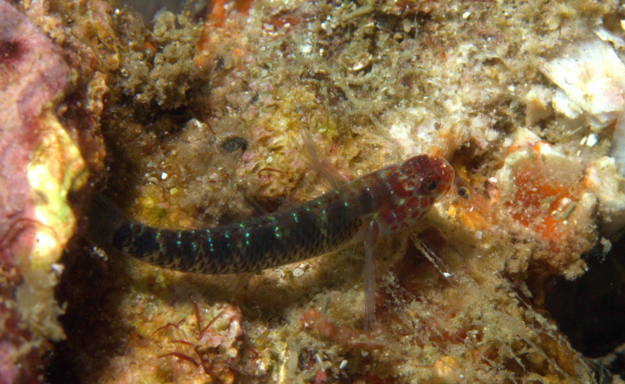 Upwelling Dwarfgoby photo 4