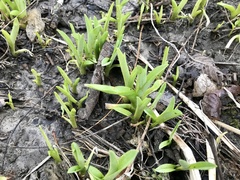Hemerocallis fulva