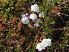 Phacelia douglasii