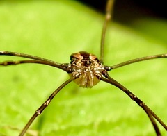 Leiobunum ventricosum