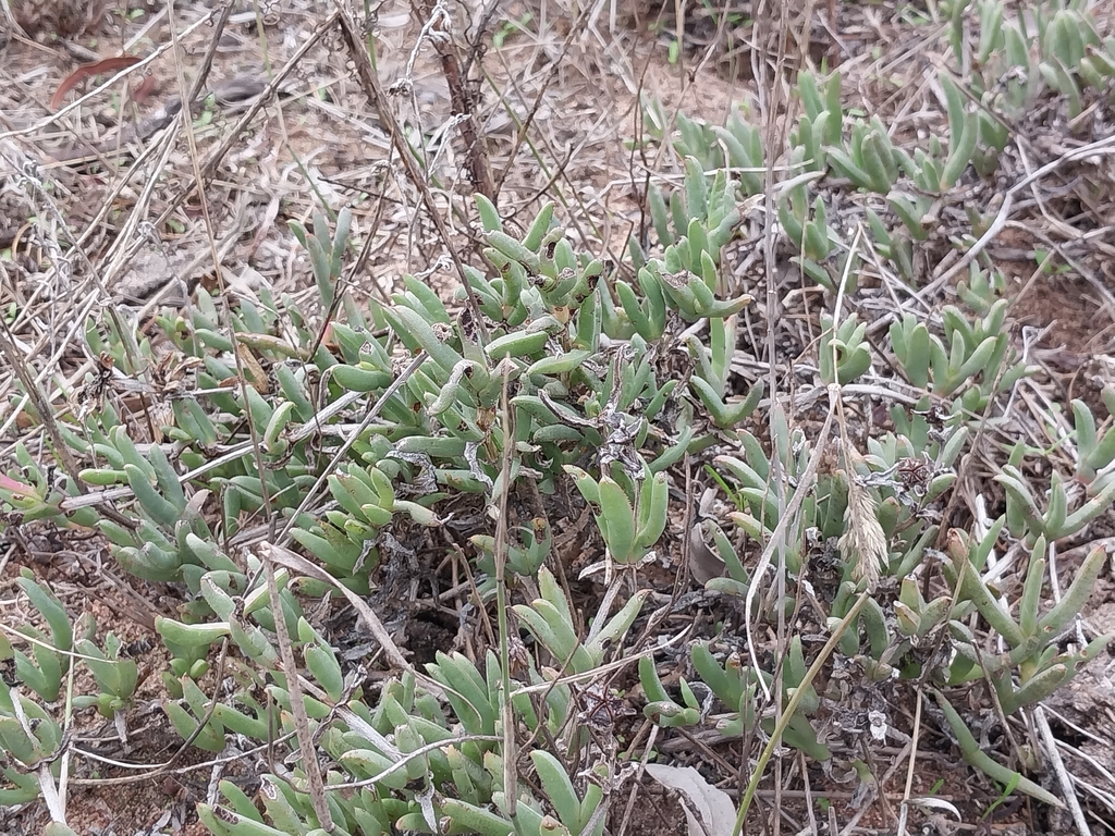 Ruschia geminiflora