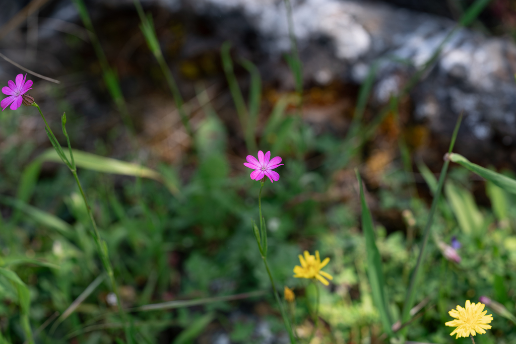 Silene cretica; photograph (c) Eleftherios Katsillis, some rights reserved (CC BY)